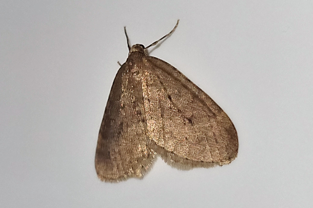Kleine Wintervlinder